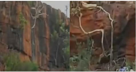 Vidéo : Miracle au Mali, la carte de l’Afrique et le nom de Mohamed (psl) formés par les racines d’un arbre. Regardez !