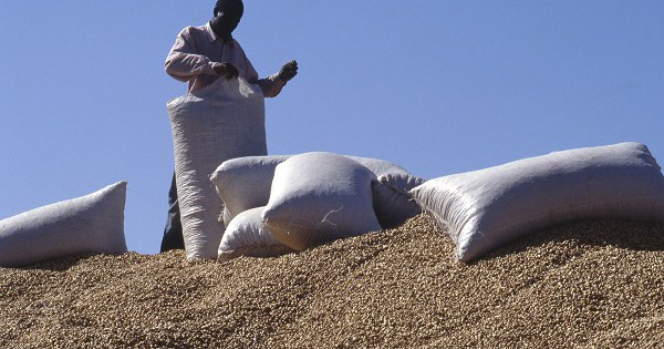 Les industries de raffinage prêtes à acheter 300.000 tonnes d’arachides (Ministre du commerce)