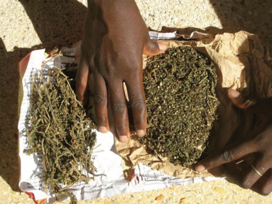 Le doigt enflé, un chauffeur Malien lui offre du chanvre comme remède