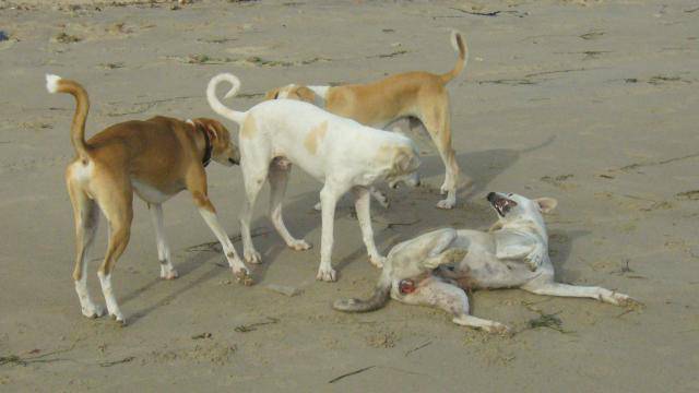 Faits divers : Des vendeurs de viande de chien découverts à Yeumbeul