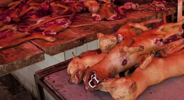 BENE BARAQUE: Un vaste réseau de vente de viande de chien démantelé