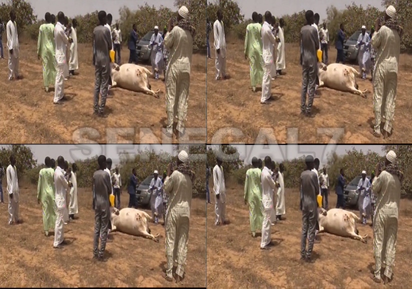 (Vidéo) Drame - Bayakh: un agriculteur tire sur un éleveur, tue sa vache et…