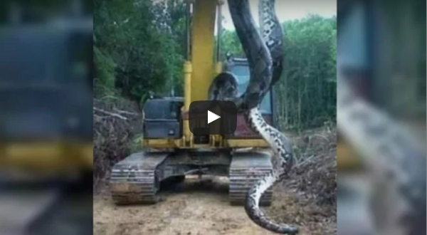 Ces travailleurs d’un chantier découvrent un serpent géant de plus de 400 kg (VIDEO)