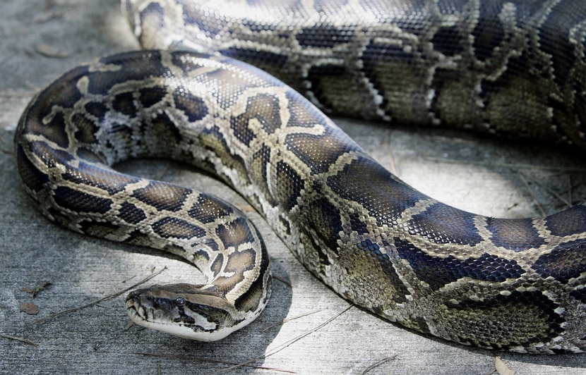 Disparition : Le cadavre d’une Indonésienne retrouvé dans le ventre d’un python de sept mètres.