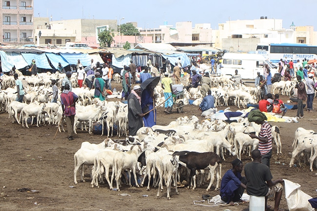 Tabaski 2018 : Les éleveurs risquent de hausser le prix des moutons