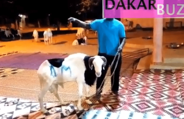 Vidéo : Le geste touchant de Cheikh Bethio Thioune qui offre un gros mouton de Tabaski a…