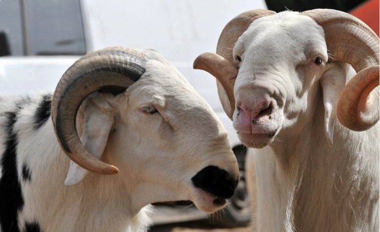 Tabaski 2018 : Quand des musulmans français achètent des moutons pour des sénégalais