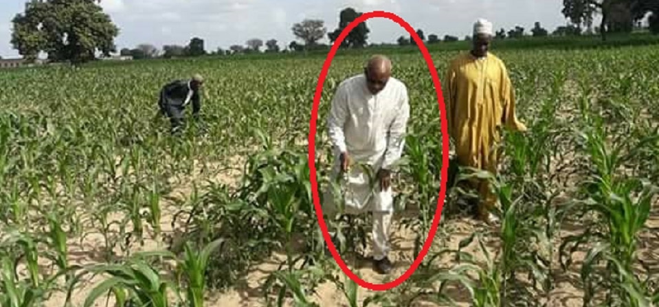 Arrêt sur image : Le ministre Serigne Mbaye Thiam dans son champ de maïs