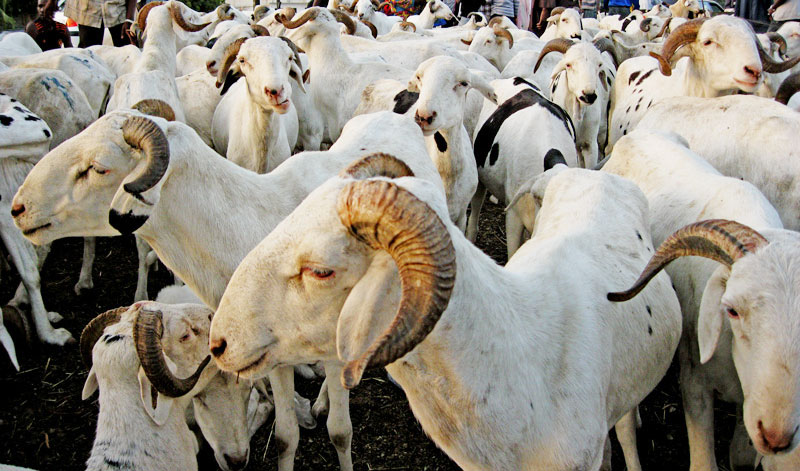 Tabaski 2018 : 350 000 moutons en provenance de la Mauritanie pour ravitailler le marché
