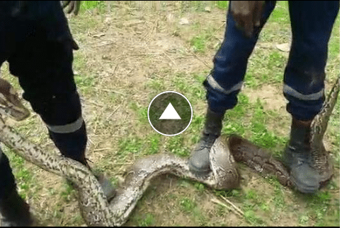 Cité Niacoulrab : Assane Diayité meurt par la morsure d’un serpent