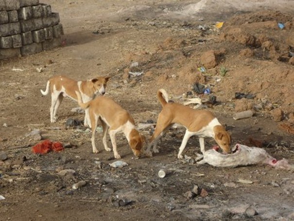 Journée mondiale contre la rage : 25 132 chiens errants tués en 7ans
