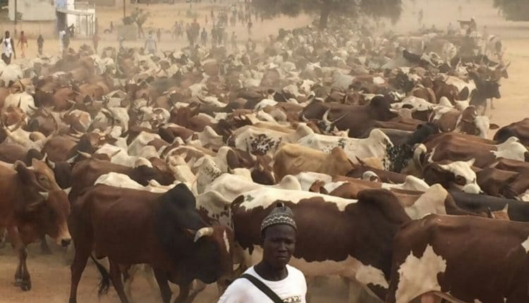 (Vidéo): Les milliers de bœufs achetés par Cheikh Béthio pour le Magal 2018