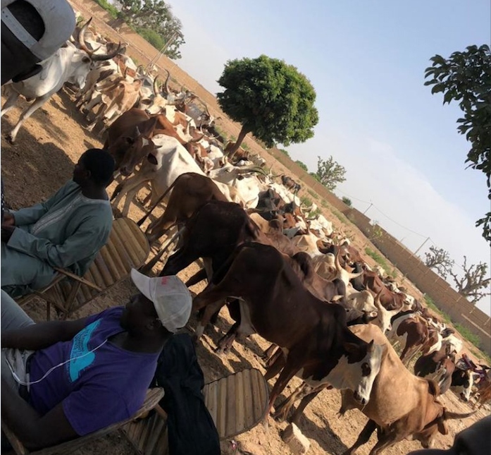 (Vidéo) Gamou 2018 L’arrivée des premiers bœufs de Aziz Allé Ndiaye …