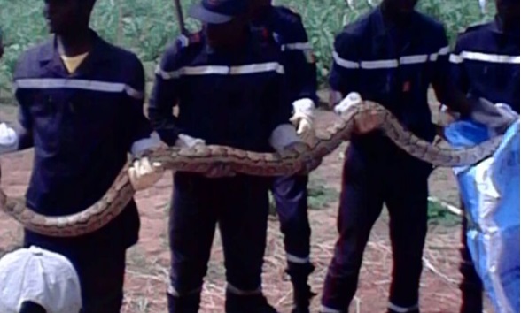 L’énorme serpent du lac Maristes finalement capturé par… (vidéo)