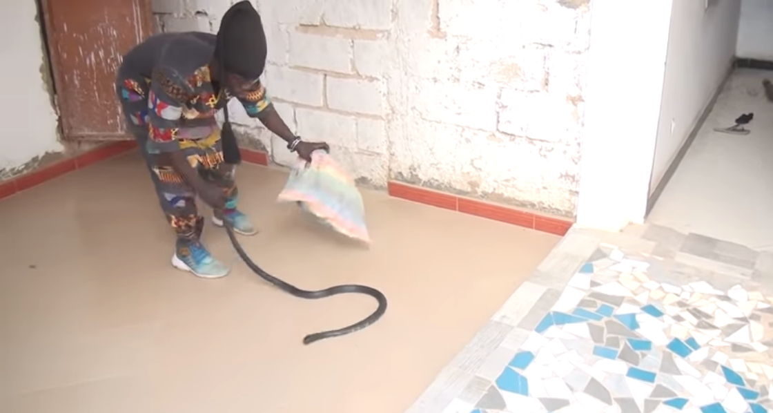 Video- Mody le dompteur de Serpent traque un cobra en direct