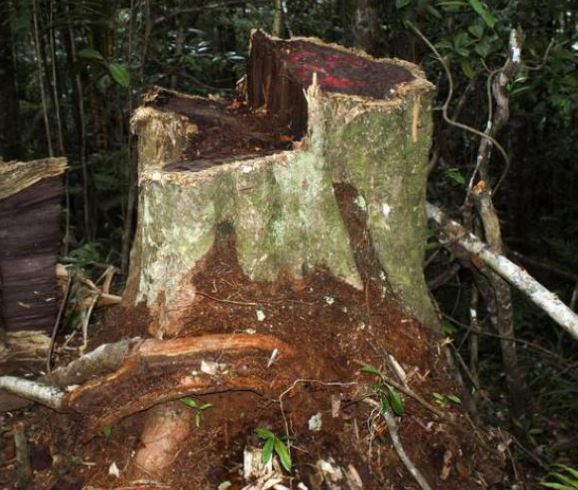 Nouveau Code forestier – Une sanction lourde prévue pour les trafiquants de bois…