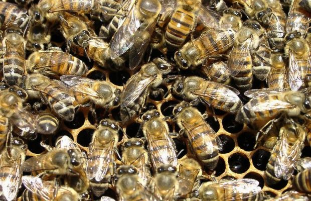 Diourbel : Des abeilles envahissent un village pour ensuite tuer…