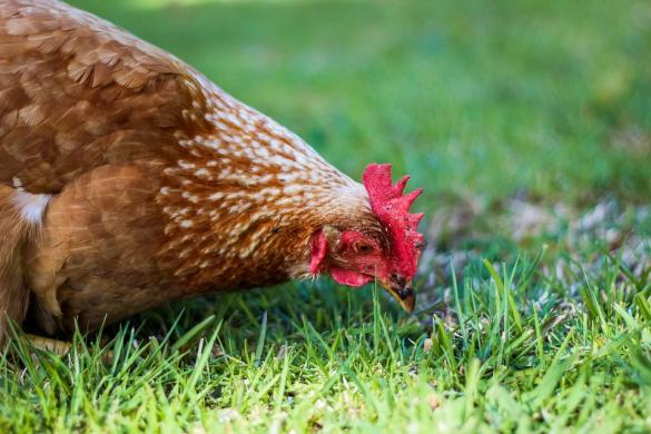 Kolda : Des poules picorent un fœtus abandonné dans un dépotoir d’ordures