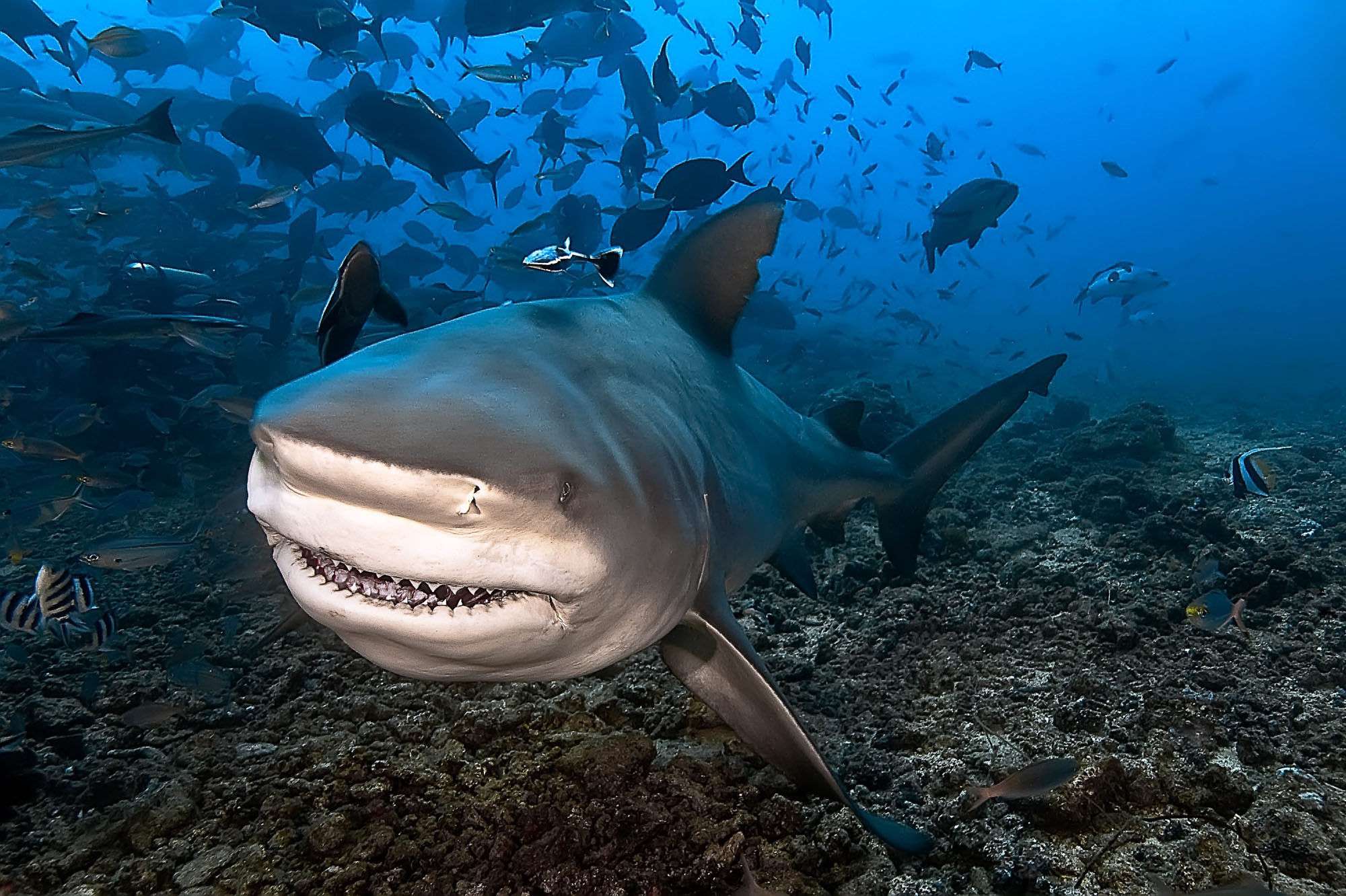Un requin tue un pêcheur sur l'île de La Réunion