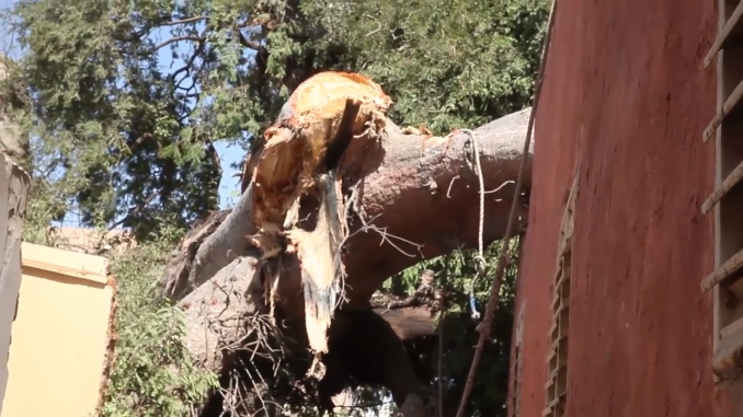 Thiès : Un baobab s’écrase sur un bâtiment causant des dégâts matériels