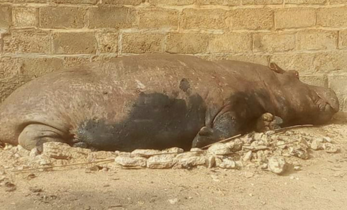 Kedougou: Un hippopotame sème la terreur