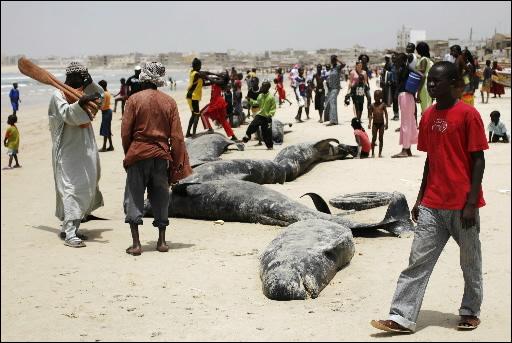 Commune de Ndiago : Un cadavre de baleine échoue sur une plage