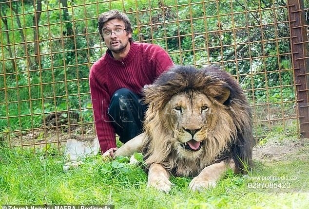 Photos+Vidéo : Un homme mangé par son lion de compagnie…