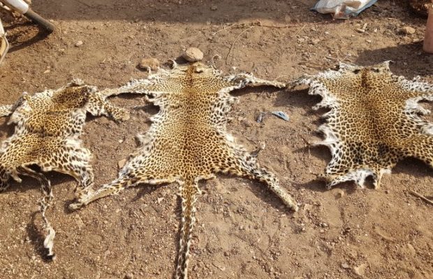 Trois trafiquants arrêtés avec des peaux de léopard 