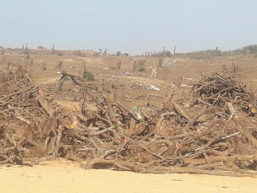 Sos Sahel veut restaurer 36 000 hectares de la bande des filaos