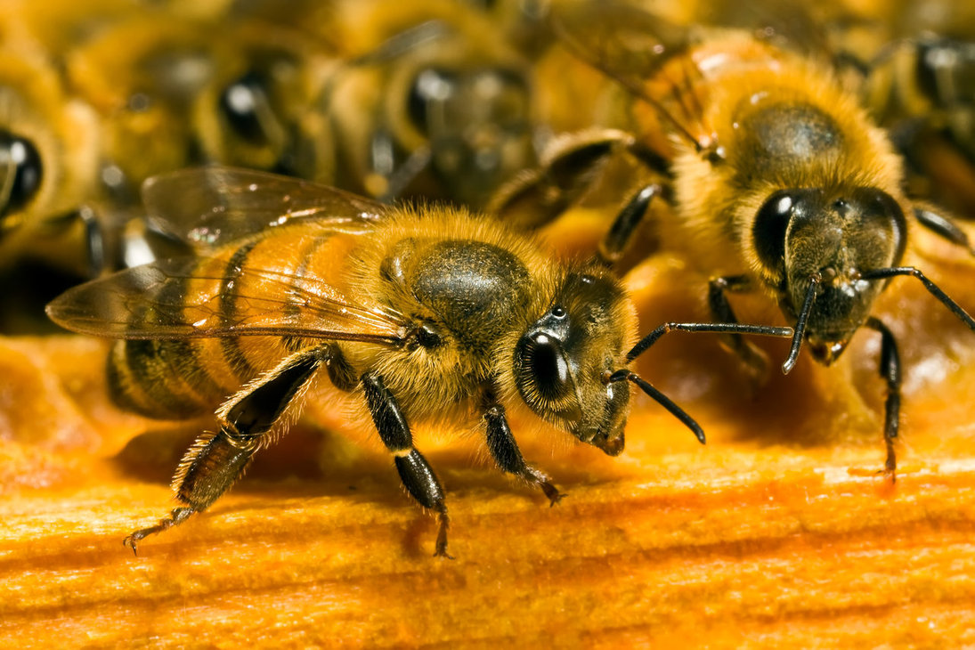 Kaffrine: des abeilles sèment la panique - 1 mort et 3 blessés