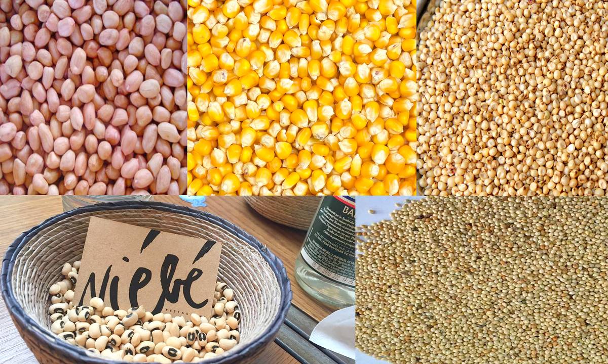 Vers le démarrage de la distribution des semences aux producteurs
