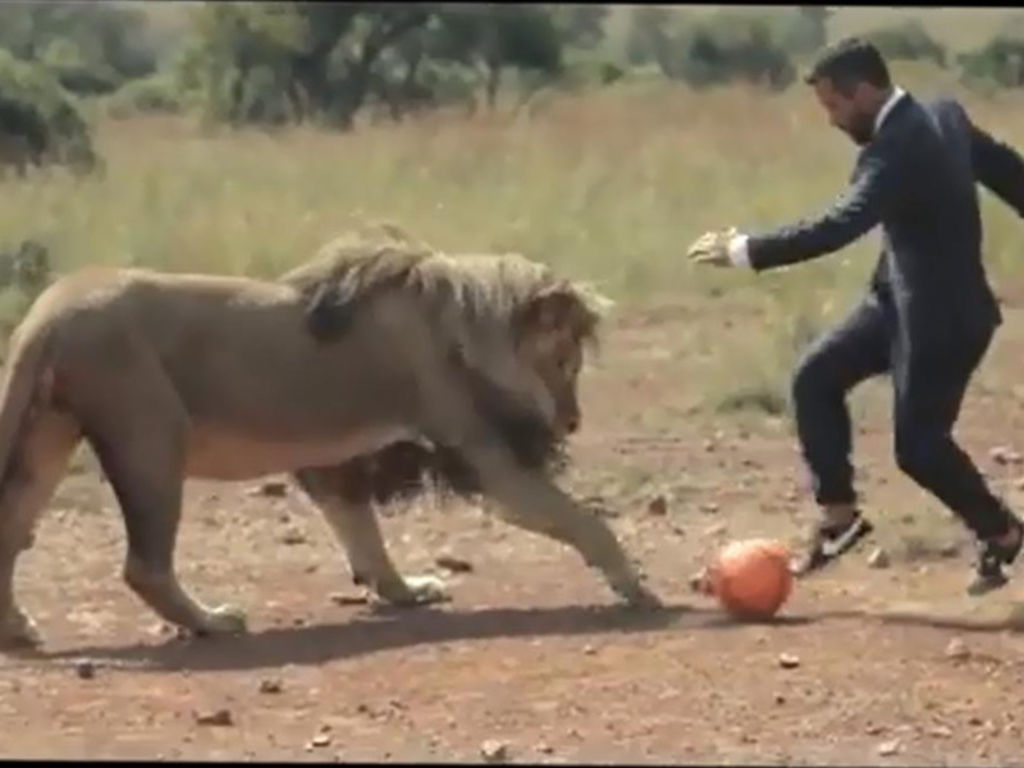 (Vidéo) Il joue au foot avec trois lions sauvages en pleine savane Regardez !