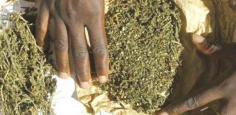 Trafic de drogue à Dalifort : Un apprenti-chauffeur arrêté avec 1,250 kg de “yamba”