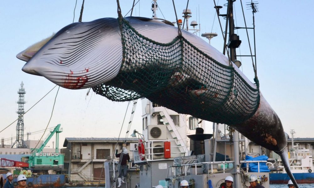 Pourquoi le Japon renoue avec la chasse commerciale à la baleine