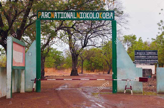 Tambacounda: Le Parc Niokolo-koba menacé par l'Orpaillage clandestin