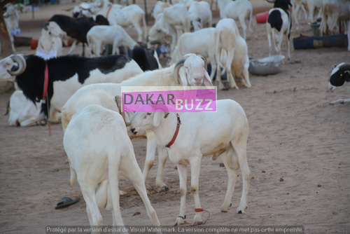 Mouton Tabasky Thiantacoune Bethio Thioune Dakarbuzz 10