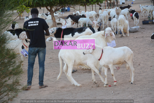 Mouton Tabasky Thiantacoune Bethio Thioune Dakarbuzz 11