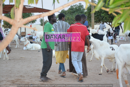 Mouton Tabasky Thiantacoune Bethio Thioune Dakarbuzz 17
