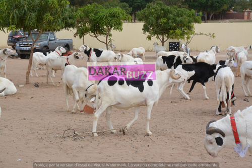 Mouton Tabasky Thiantacoune Bethio Thioune Dakarbuzz 2
