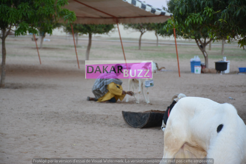 Mouton Tabasky Thiantacoune Bethio Thioune Dakarbuzz 21