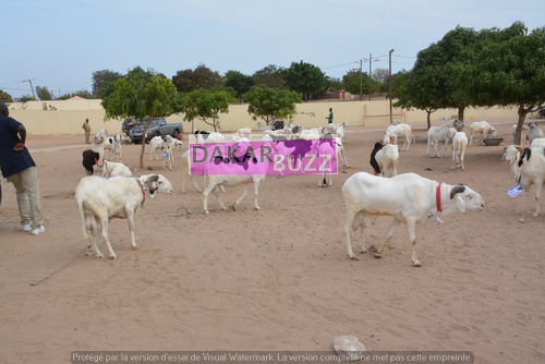 Mouton Tabasky Thiantacoune Bethio Thioune Dakarbuzz 3