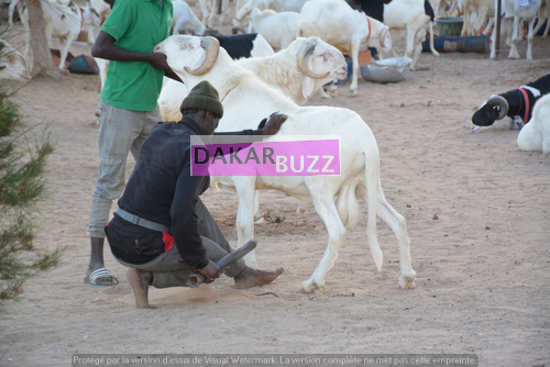 Mouton Tabasky Thiantacoune Bethio Thioune Dakarbuzz 7