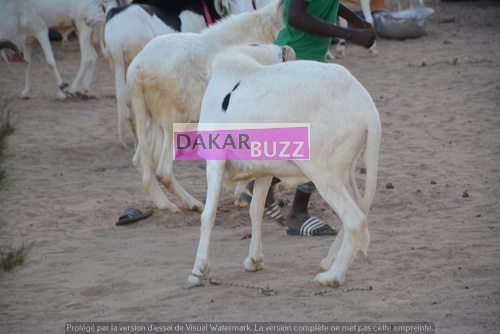 Mouton Tabasky Thiantacoune Bethio Thioune Dakarbuzz 8