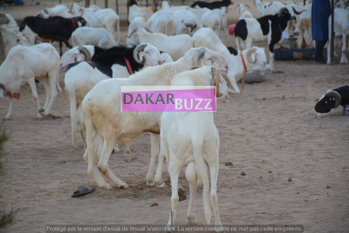 Mouton Tabasky Thiantacoune Bethio Thioune Dakarbuzz 9