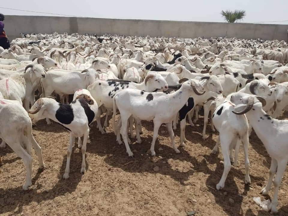 Moutons Imam Medina Baye 00