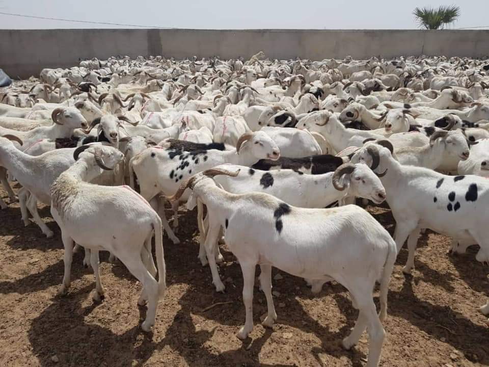 Moutons Imam Medina Baye 01