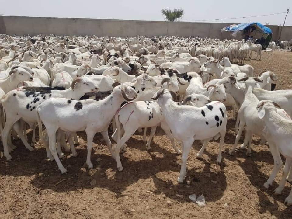 Moutons Imam Medina Baye 02