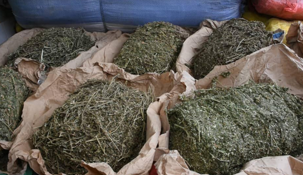 Kaolack : La gendarmerie arrête 3 bergers pour trafic de drogue