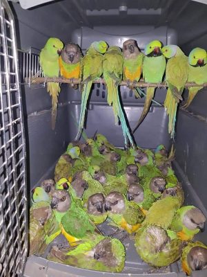 (Photos) - AIBD : 131 perroquets saisis dans... deux petites valises !