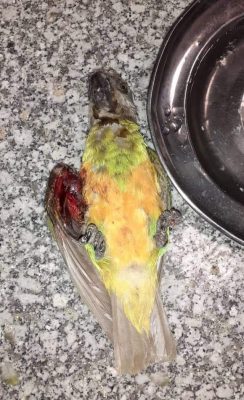 (Photos) - AIBD : 131 perroquets saisis dans... deux petites valises !